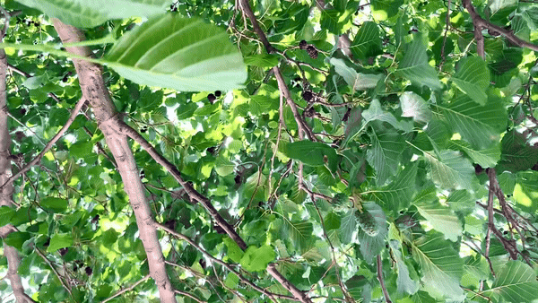 klara muranyi opening banner